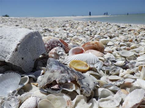 marco island shelling boat tour.